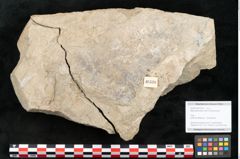 Foto (Objekt + Etikett) von Macrotaeniopteris affinis Ettingshausen (NHMW-GEO-2024-0188-10339)